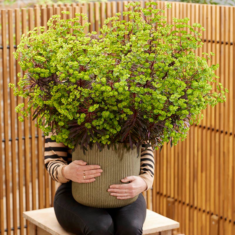 euphorbia potted plant Miner's Merlot Euphorbia | Green | Plant