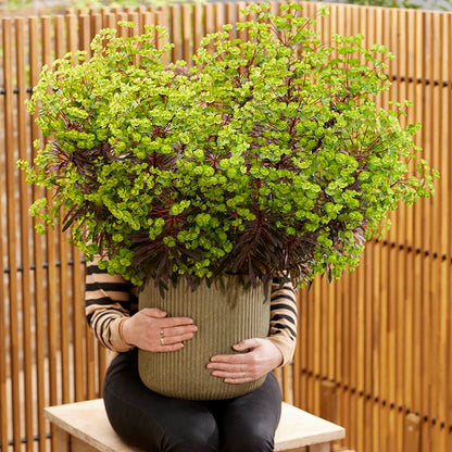 Miner's Merlot Euphorbia