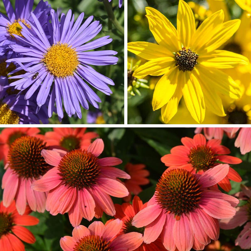 Mini Fall Flowering Pollinator Pit Stop Plant Collection | American Meadows