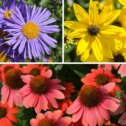 Mini Fall Flowering Pollinator Pit Stop Plant Collection