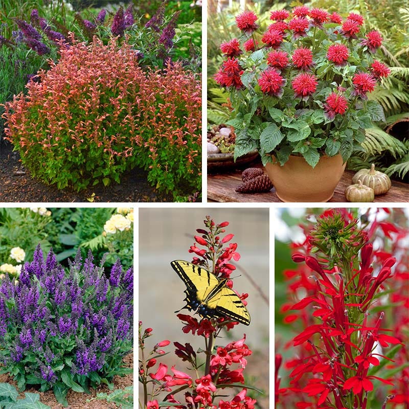 Mini Hummingbird Hangout Plant Collection