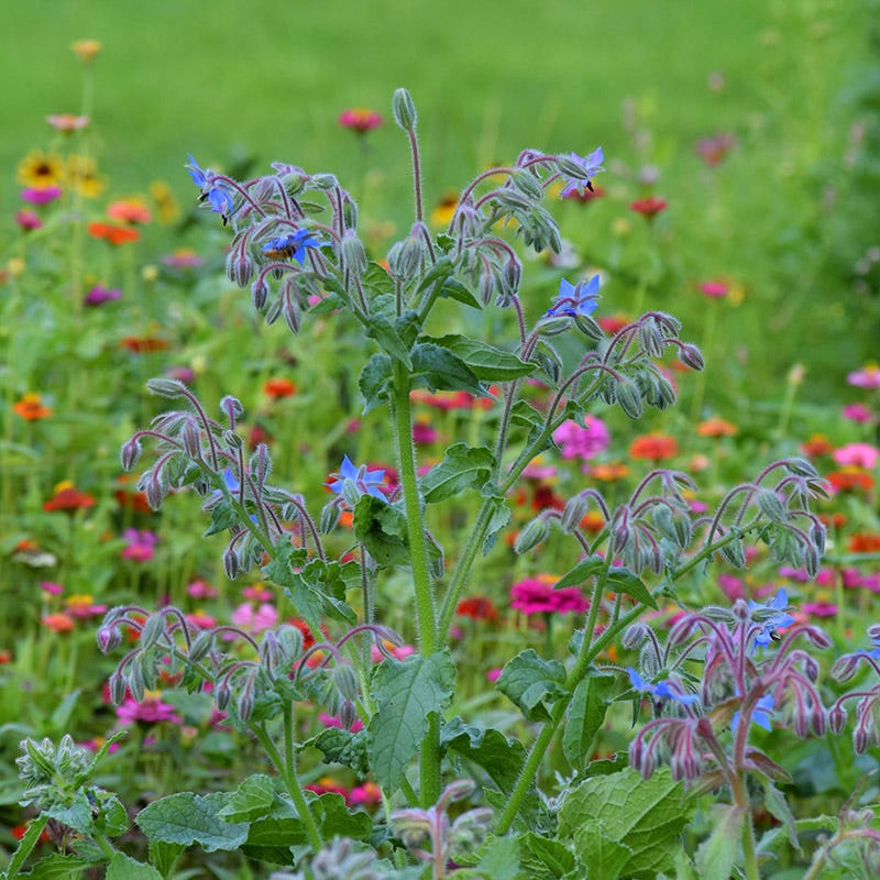 order wildflower seeds online Mini Meadows Wildflower Seed Mix