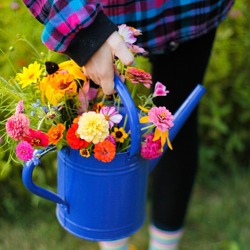 american meadows wildflower seeds Mini Meadows Wildflower Seed Mix