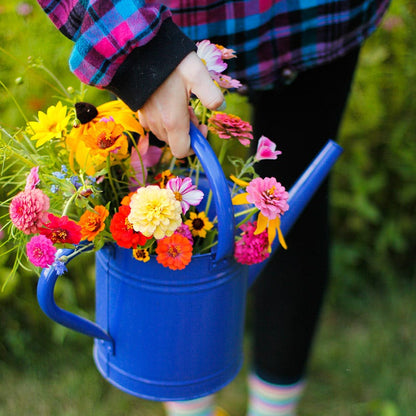 Mini Meadows Wildflower Seed Mix