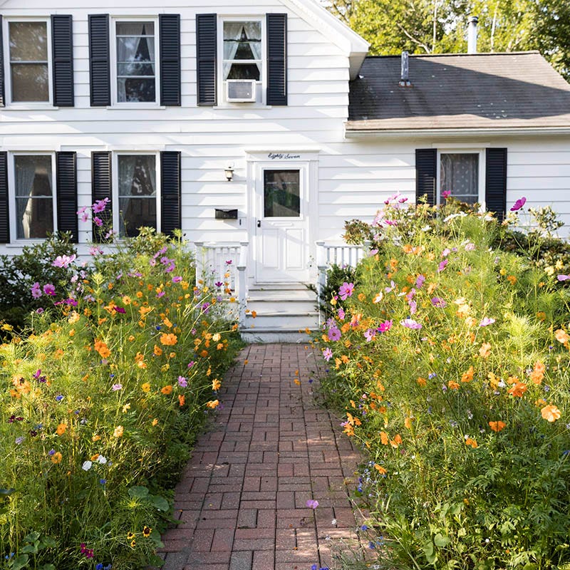 Mini Meadows Wildflower Seed Mix