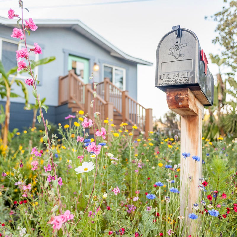 american meadows flower seeds Mini Meadows Wildflower Seed Mix