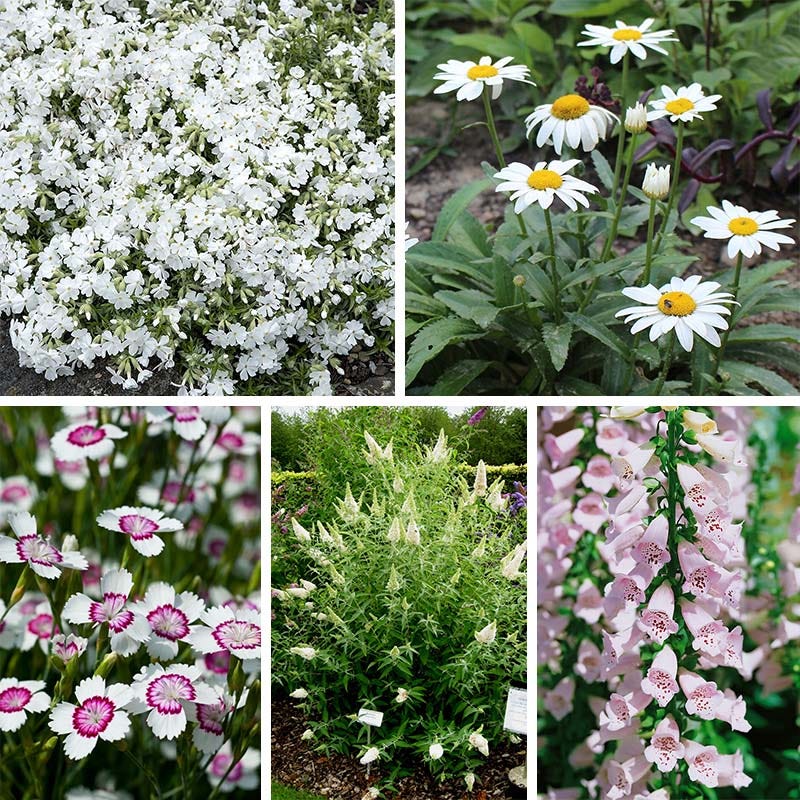 Mini Moonlight Plant Collection