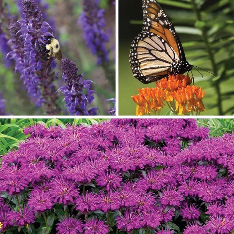 Mini Pollinator Pit Stop Plant Collection