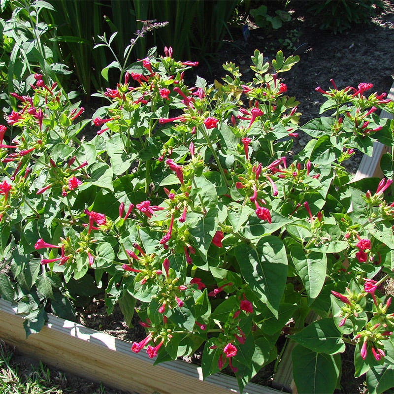 Red Four O'Clock Seeds