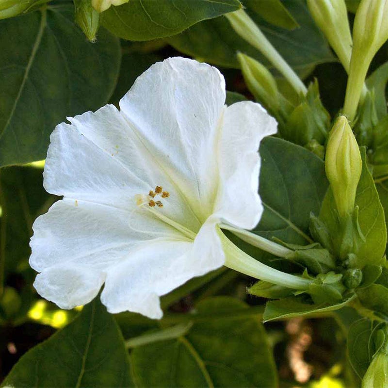 White Four O'Clock Seeds, Mirabilis jalapa | American Meadows