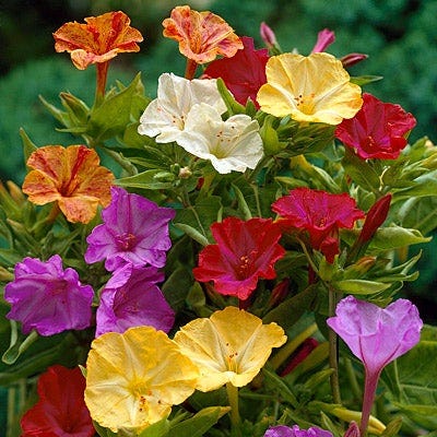 Four O'Clock Mix, Mirabilis jalapa | American Meadows