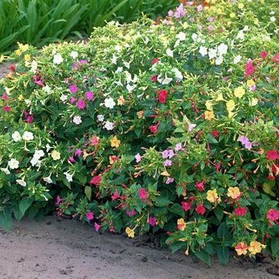 Four O'Clock Seed Mix
