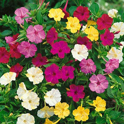 planting four o'clocks from seed Four O'Clock Seed Mix, Mirabilis jalapa