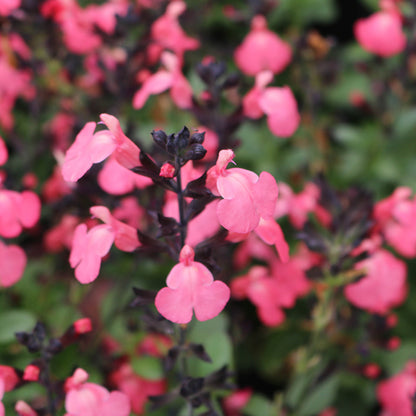 Mirage® Salmon Salvia