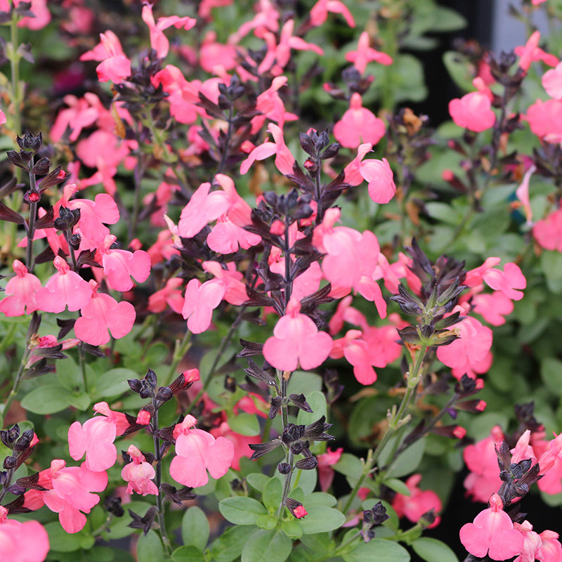 Mirage® Salmon Salvia