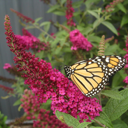 Miss Molly Butterfly Bush, photo courtesy of Proven Winners®