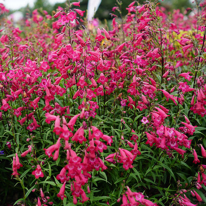 MissionBells™ Deep Rose Penstemon
