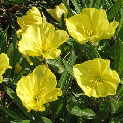 Missouri Primrose Seeds