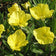 Missouri Primrose Seeds|Missouri Evening Primrose, Oenothera macrocarpa
Photo Courtesy of Applewood Seed Co