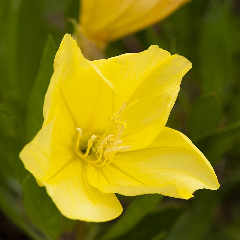 Missouri Primrose Seeds