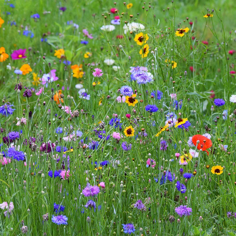 wildflower seeds annual All Annual Big Color Wildflower Seed Mix