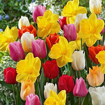 All in One Tulip & Daffodil Mix