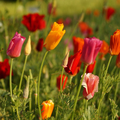 Splendid California Poppy Seed Mix