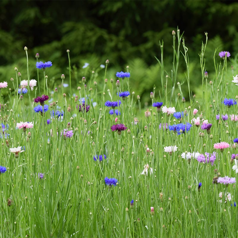 Mixed Cornflower or Bachelor Button Seeds