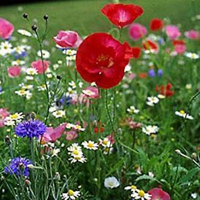 flower seed postcards Grow With Us Seed Postcard