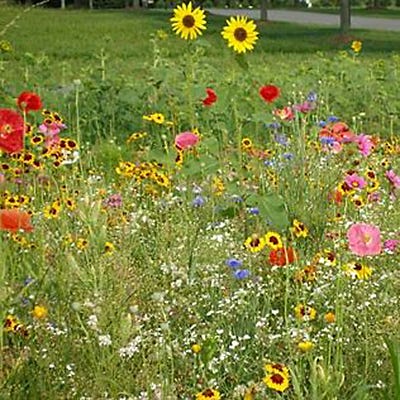 Let's Grow Wildflowers Seed Packet
