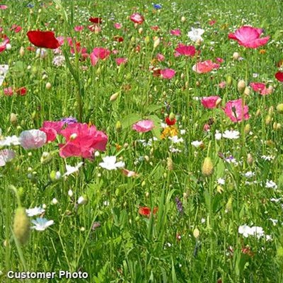 Grow With Us Seed Packet