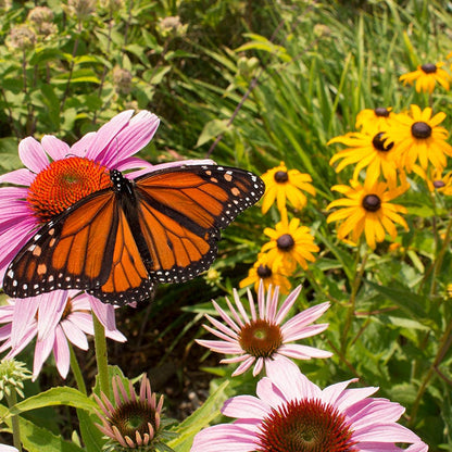 Buzz & Flutter Pollinator Wildflower Seed Collection