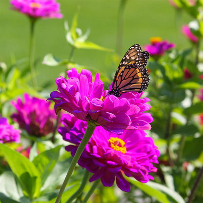 Purple Prince Zinnia Seeds