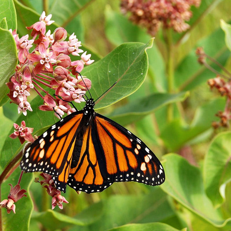 Mini Meadows Wildflower Kit