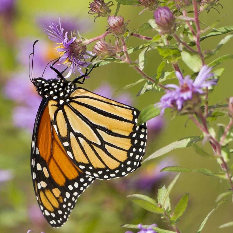 butterfly mix flower seeds Monarch Butterfly Wildflower Seed Mix