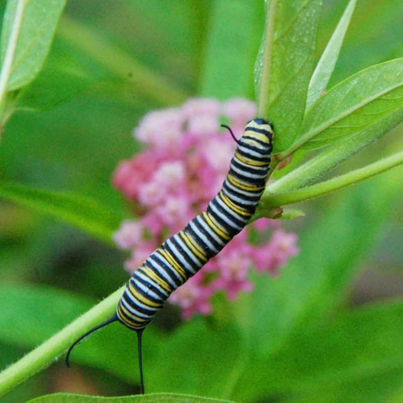 monarch butterfly wildflower seed mix Monarch Butterfly Wildflower Seed Mix