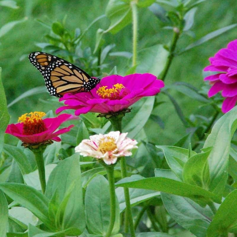 monarch butterfly wildflower seed mix Monarch Butterfly Wildflower Seed Mix