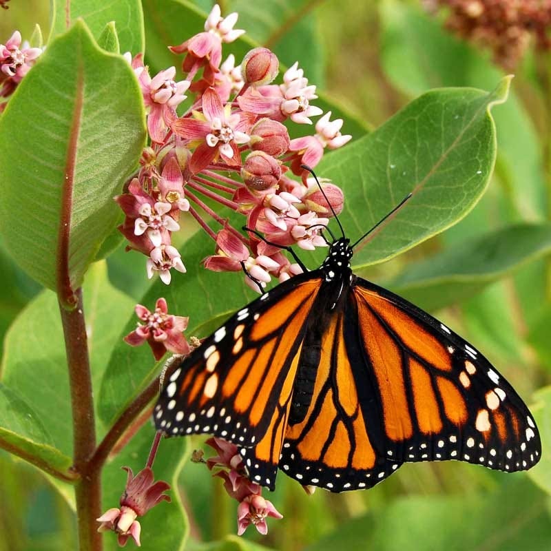 monarch butterfly wildflower seed mix Monarch Butterfly Wildflower Seed Mix