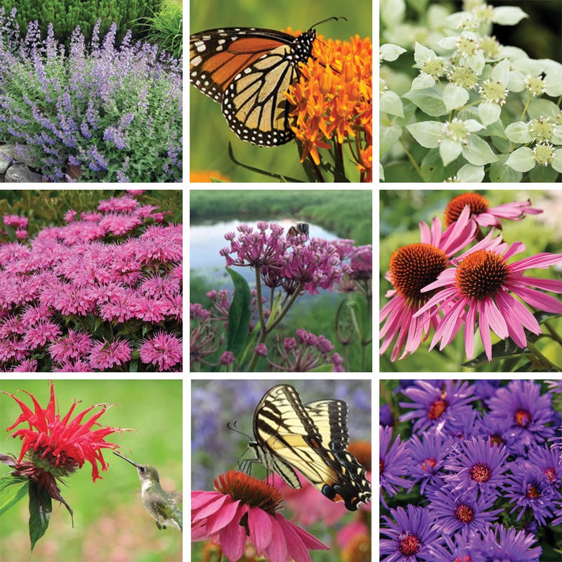 Monarch Magnet Pre-Planned Garden