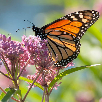 Monarch Nectar Seed Packet Collection