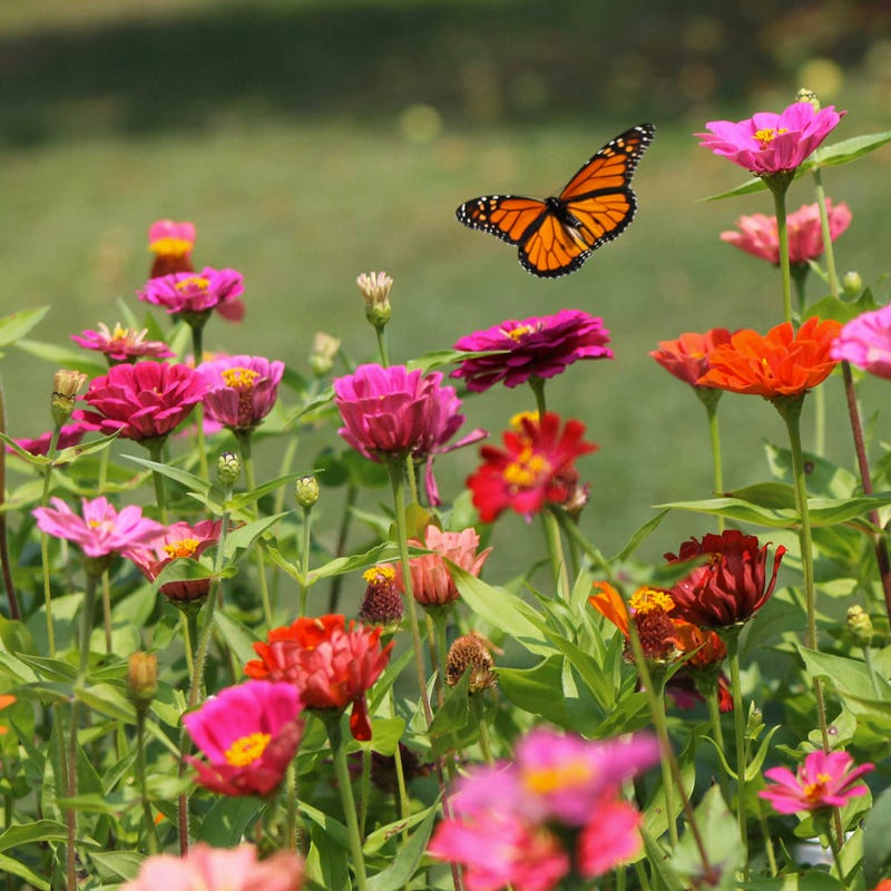 Monarch Nectar Seed Packet Collection