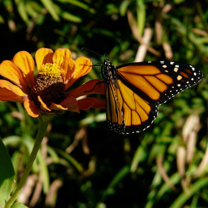 Monarch Nectar Seed Packet Collection