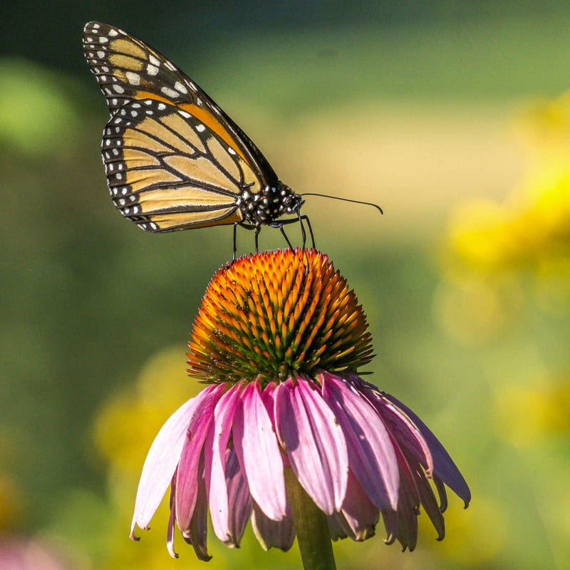 Monarch Nectar Seed Packet Collection