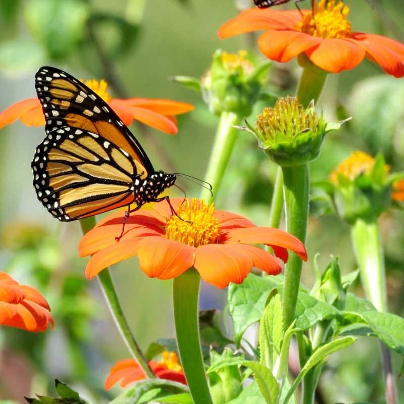 butterfly flower seeds rs3 Monarch Butterfly Wildflower Seed Mix