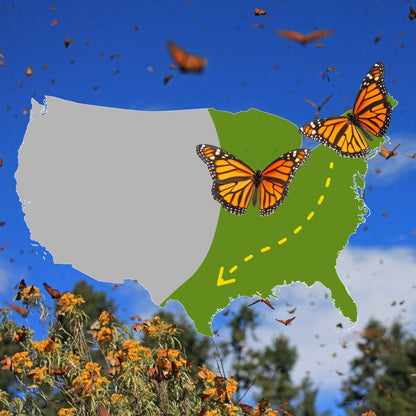 The Monarch Highway Native Wildflower Seed Mix