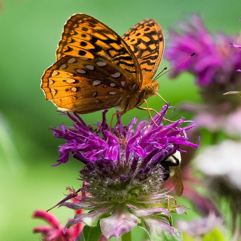 Balmy™ Purple Bee Balm
