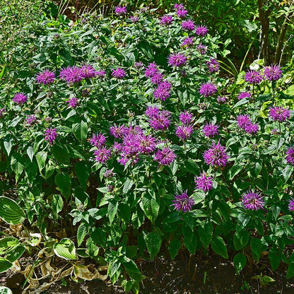 monarda didyma balmy purple perennial plant 6 x 9cm pots Balmy Purple Bee Balm, Monarda