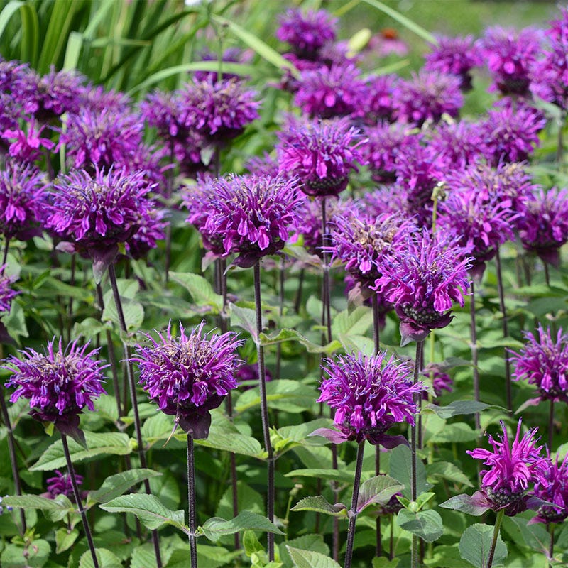 lavender bee balm plant Balmy Bee Balm | Purple | Plant