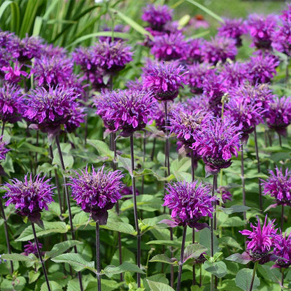 Balmy™ Purple Bee Balm