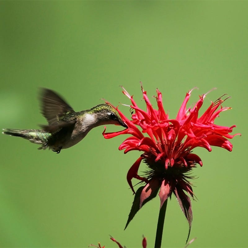 Wild Scarlet Bee Balm